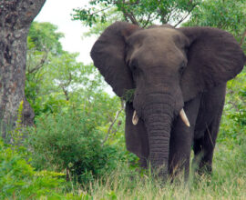 viaggio-sudafrica-kruger-elefante