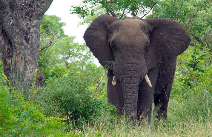 viaggio-sudafrica-kruger-elefante