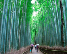 viaggio-giappone-arashiyama