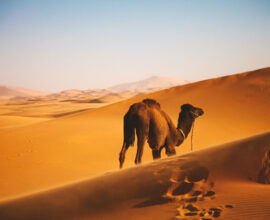 viaggio-marocco-erg-chebbi-deserto-1