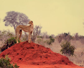 viaggio-sudafrica-ghepardo