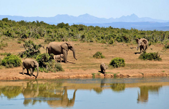 viaggio-sudafrica-kruger-elefanti