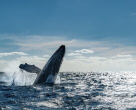 Viaggio-Messico-Baja-Califonia-balena