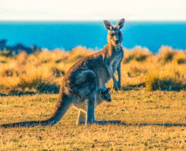 viaggio-in-australia-canguro