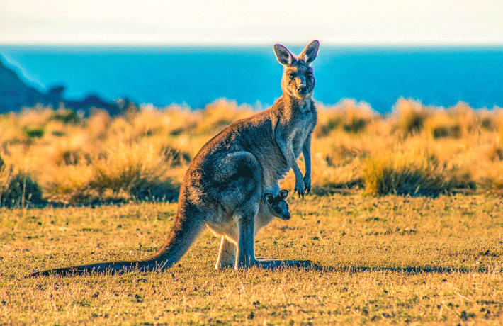 viaggio-in-australia-canguro