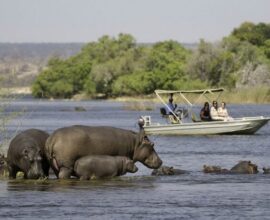 viaggio in Botswana ippopotami