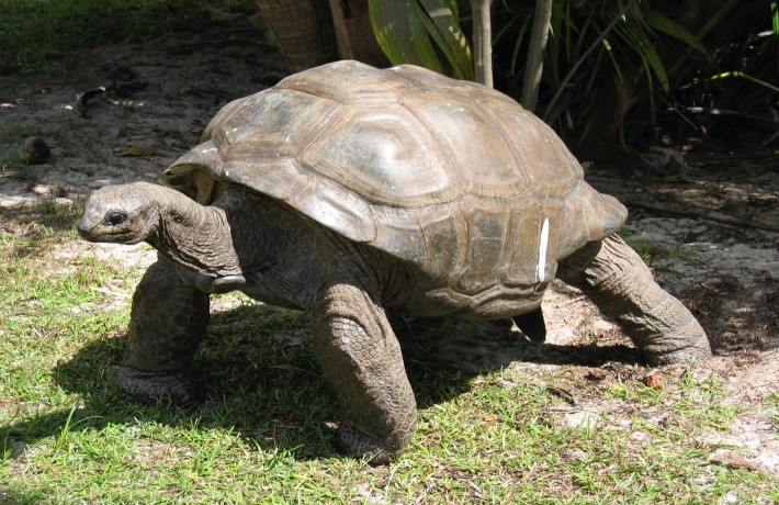 viaggio-seychelles-tartaruga