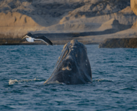 viaggio-in-argentina-balene