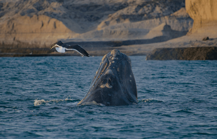 viaggio-in-argentina-balene