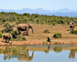 viaggio-in-sudafrica-kruger-elefanti
