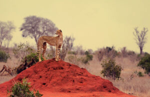 sudafrica il paese arcobaleno ghepardo