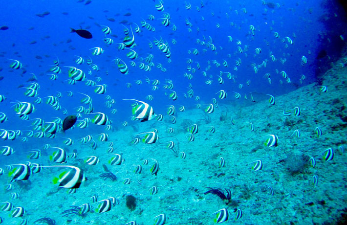 viaggio-alle-maldive-pesci