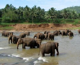 viaggio in sri lanka- Pinnawela