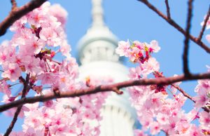 viaggio-giappone primavera-tokyo-sakura