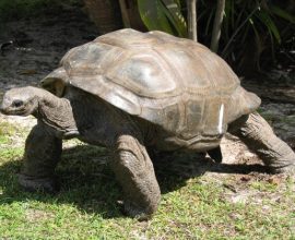 viaggio-alle-seychelles-tartaruga