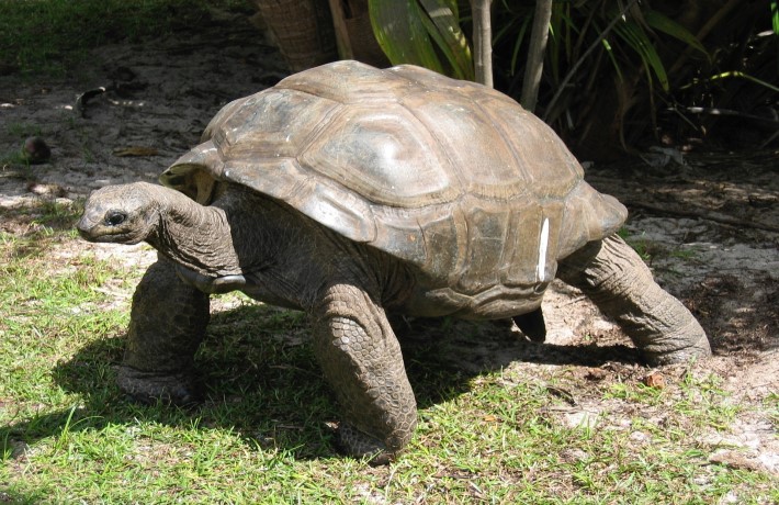 viaggio-alle-seychelles-tartaruga