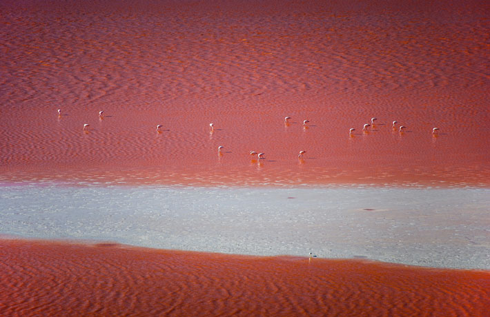 viaggio-in-bolivia-laguna-colorada