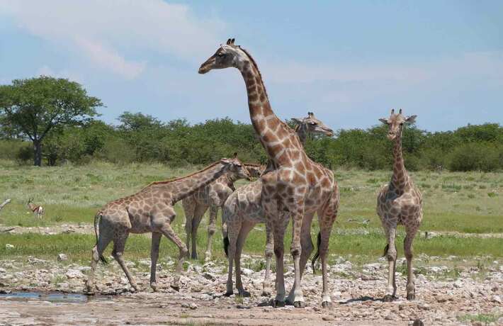 viaggio-in-namibia-parco-etosha