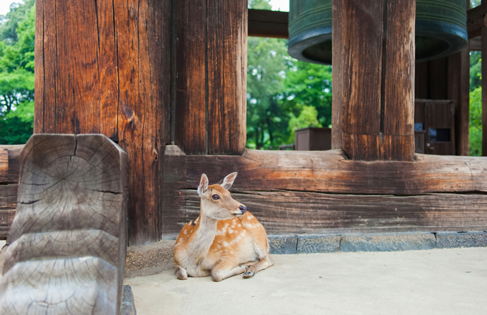 viaggio-giappone-nara-cervo