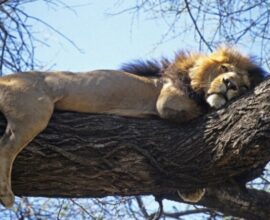 viaggio-in-tanzania