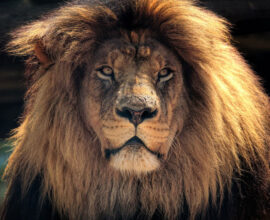 viaggio-in-sudafrica