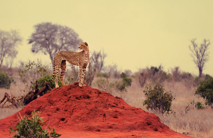 viaggio-in-sudafrica