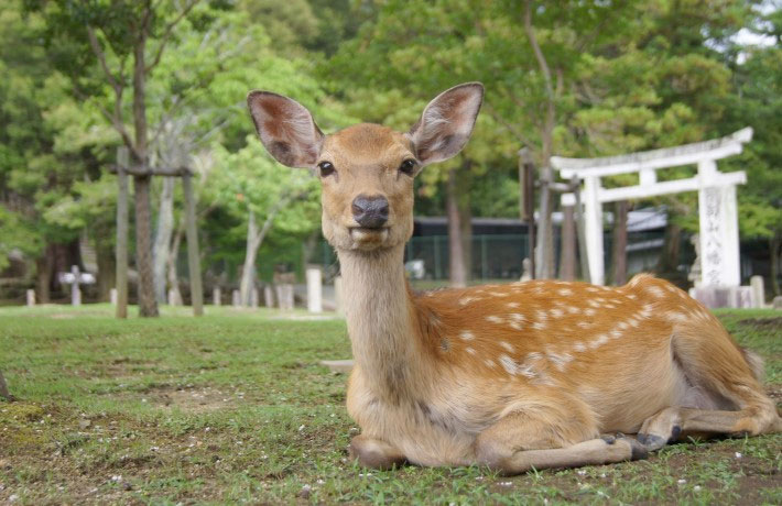 viaggio-giappone-nara