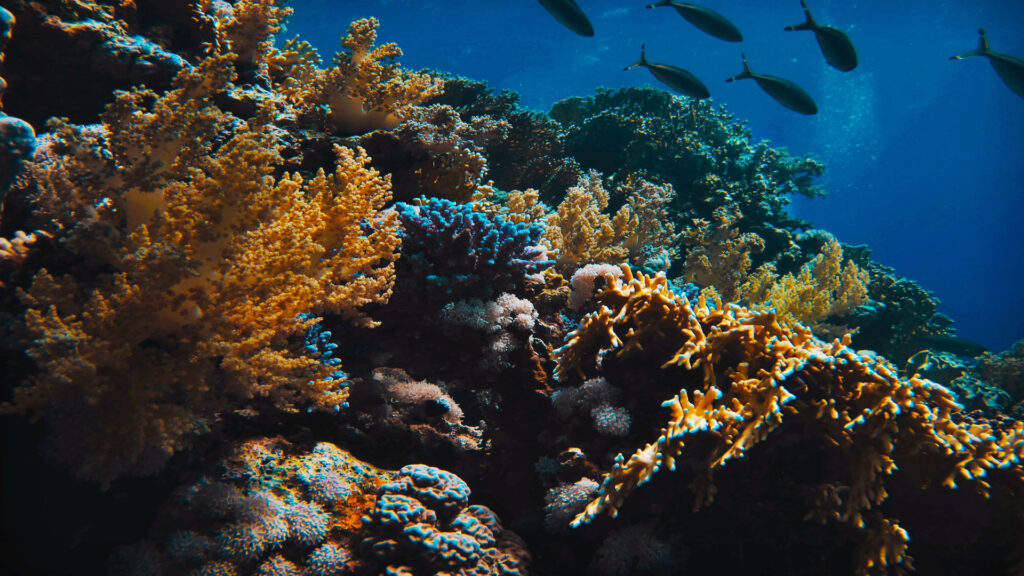 SOGGIORNO A SHARM EL SHEIKH