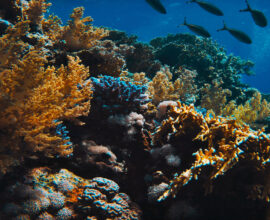SOGGIORNO A SHARM EL SHEIKH