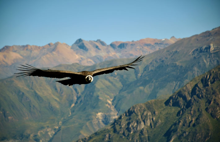 viaggio-in-peru-condor
