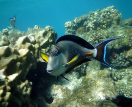 soggiorno-sharm-El-Sheikh
