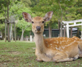 viaggio-giappone-nara