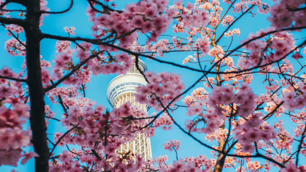 viaggio-giappone-tokyo-tower-sakura