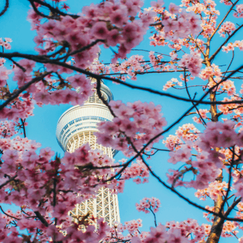 viaggio-giappone-tokyo-tower-sakura