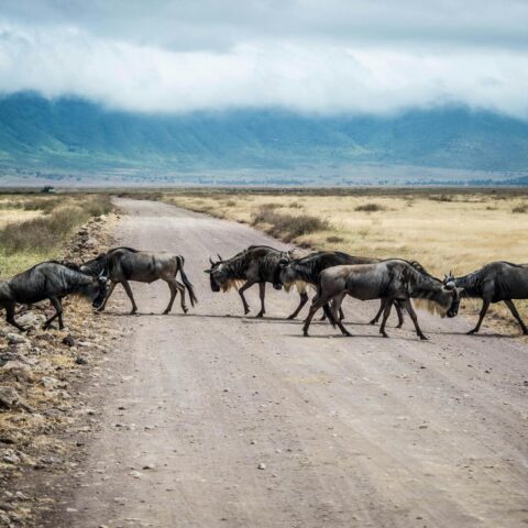 viaggio in tanzania gnu