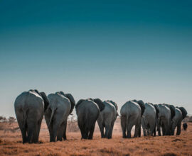 viaggio-in-namibia-elefanti