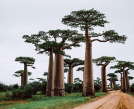 viaggio-madagascar-baobab-strada