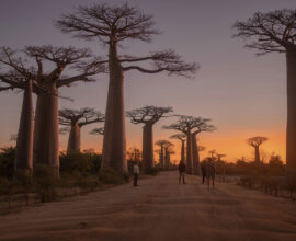 viaggio-madagascar-baobab-tramonto