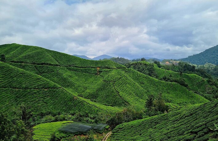viaggio-in-malesia-cameronhighlands