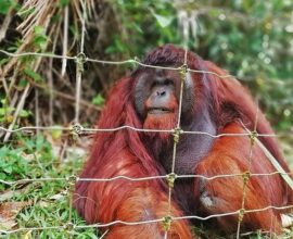 viaggio-in-malesia-bukit-merah