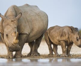 viaggio in sudafrica rinoceronti