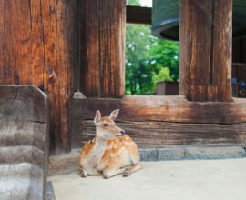 viaggio-giappone-nara-cervo