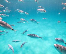 viaggio-sardegna-mare-pesci