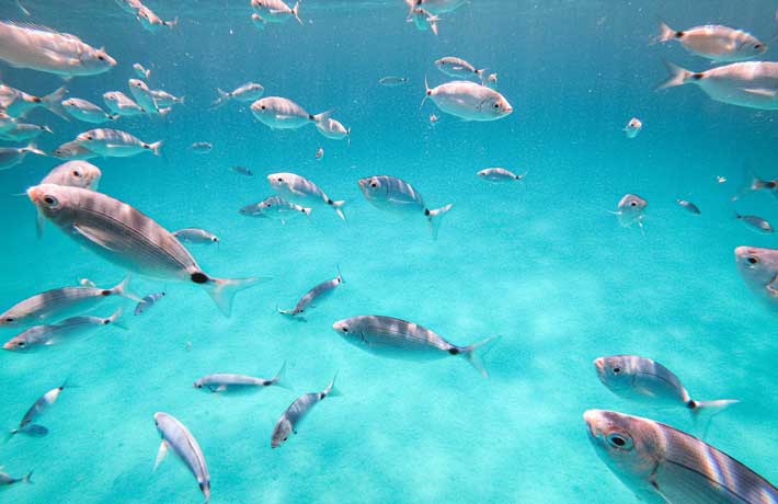 viaggio-sardegna-mare-pesci