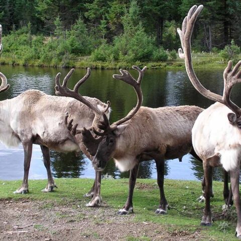 viaggio-in-canada-Saint-Felicien-