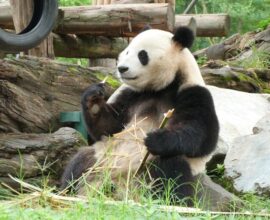 viaggio-in-cina-sichuan panda