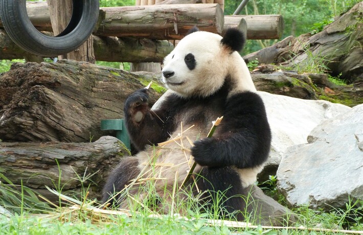 viaggio-in-cina-sichuan panda