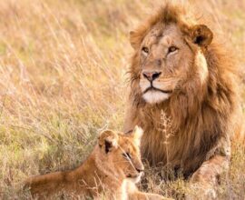 viaggio in sudafrica leoni