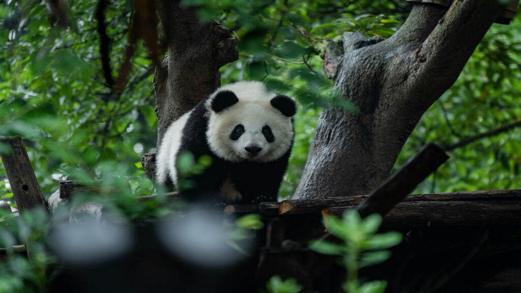 viaggio-in-cina-sichuan-panda