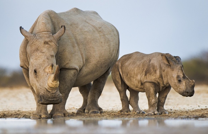 viaggio in sudafrica rinoceronti